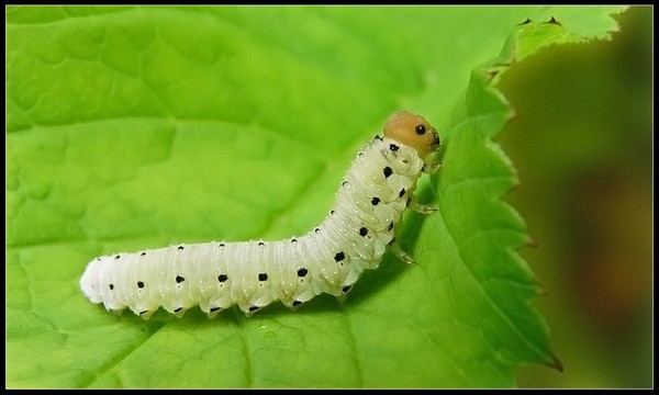 Temizleme, sedum, tavşan otu! Çiçek tarhındaki ve pervazın üzerindeki sulu meyveleri yetiştirme
