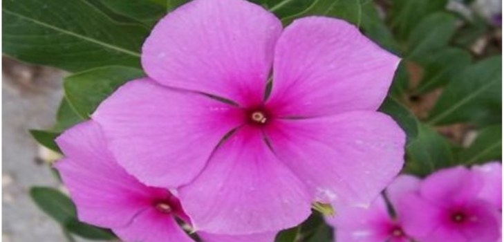 çiçek periwinkle
