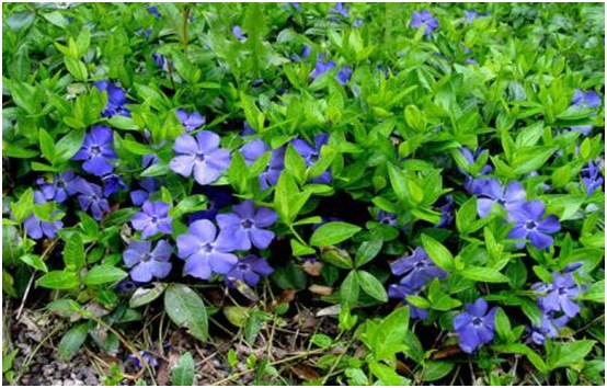 çiçekler periwinkle