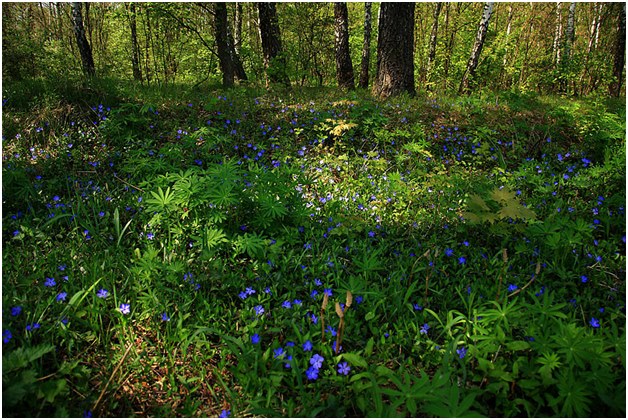 çayırda periwinkle