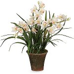 Orkide Cymbidium: Bakım ve İçerikler