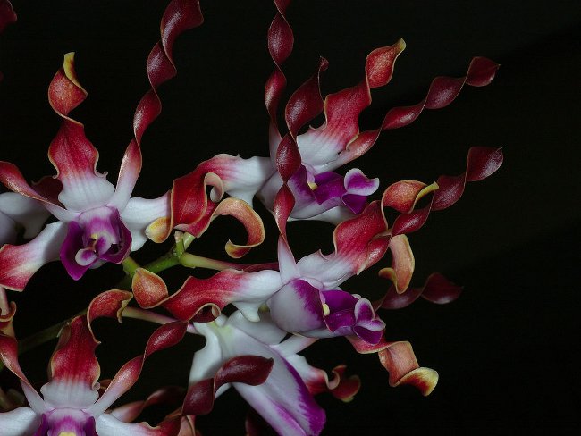 Orkide Dendrobium