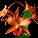 Cattleya Orkide Cattleya Orkide