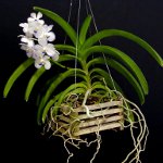 Orkide Vanda Orkide Vanda