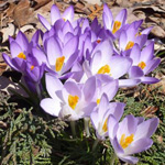 Bahçedeki primroslar