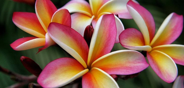 Plumeria: evde fotoğraf ve bakım