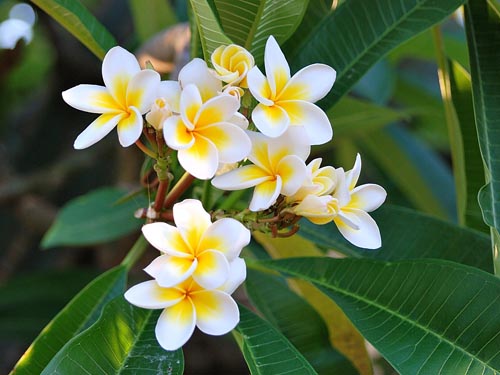 Plumeria çoğalması