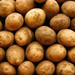 Dikim için patates hazırlanması Dikim için patates hazırlanması