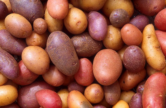 Dikim için patates hazırlanması