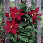 Clematis dikimi