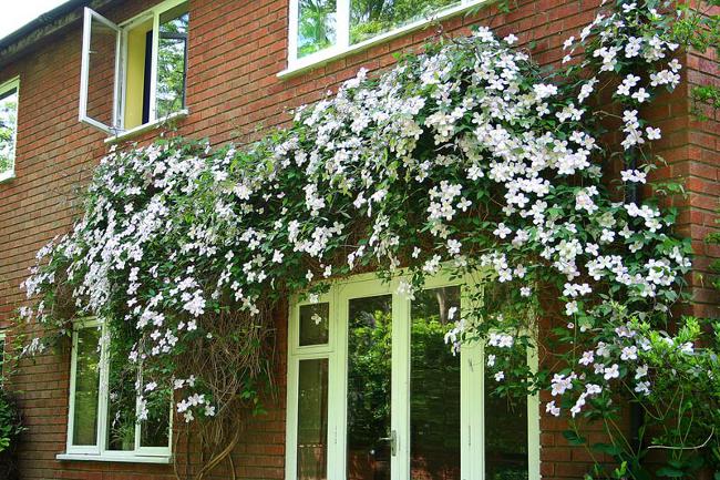 Clematis dikimi