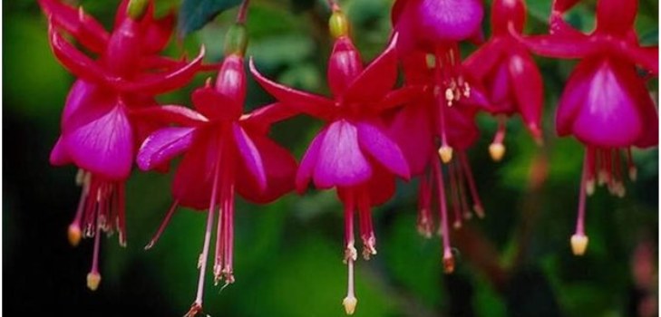 çiçek fuchsia