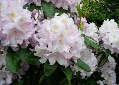 rododendron