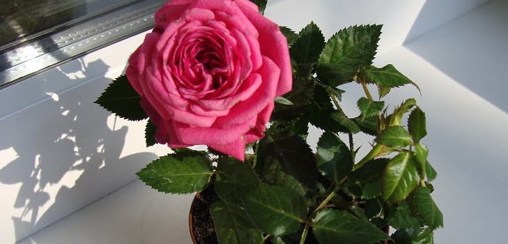 Rose evde: bakım ve onarım Rose evde: bakım ve onarım