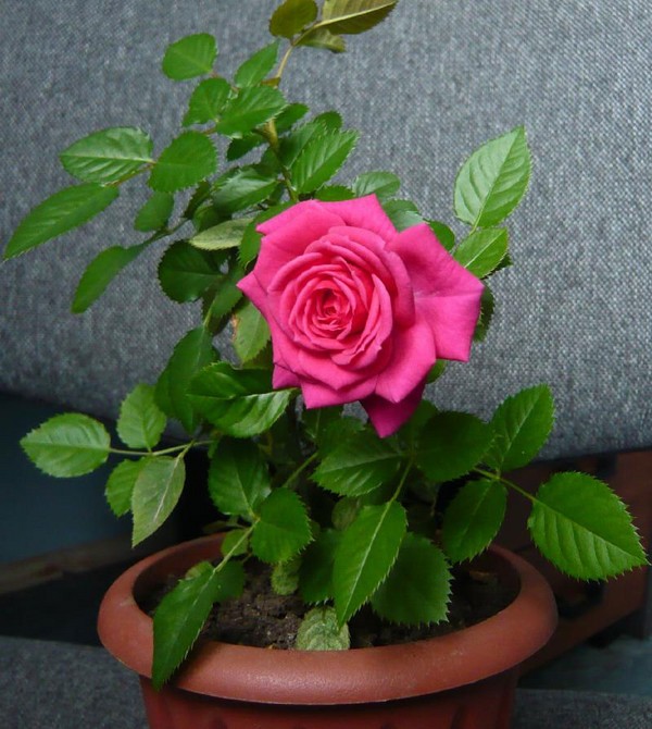 Rose evde: bakım ve onarım