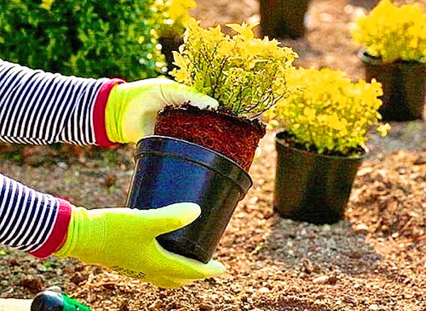 Şimşir - bahçe ve pencere eşiği için daima yeşil renkte dekorasyon