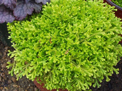 Selaginella: Türler