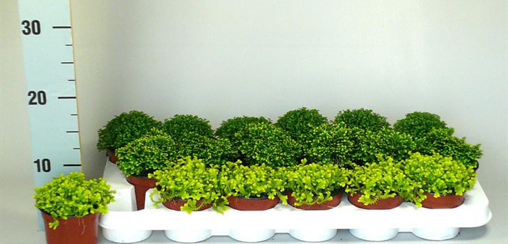 Selaginella: bakım