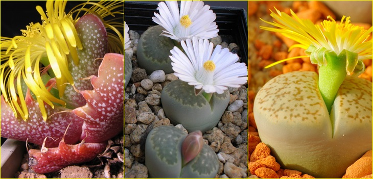 Lithops Tohumları