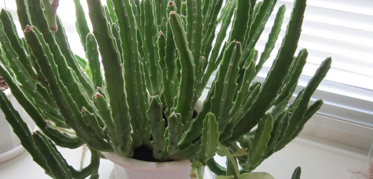 Stapelia: evde doğru bakım, güzel çiçek fotoğrafları