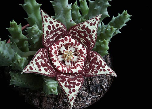 Stapelia: evde fotoğraf ve bakım