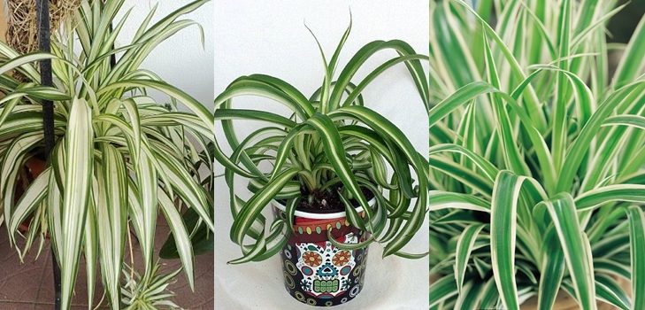 Eski tanıdık: Chlorophytum Spider
