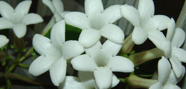 Stephanotis: bakım ve fotoğraf