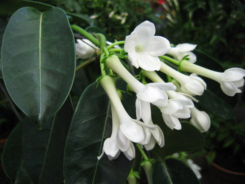 Floribunda'nın stephanotisine nasıl bakılır