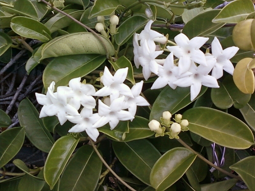 Stephanotis: bakım ve fotoğraf