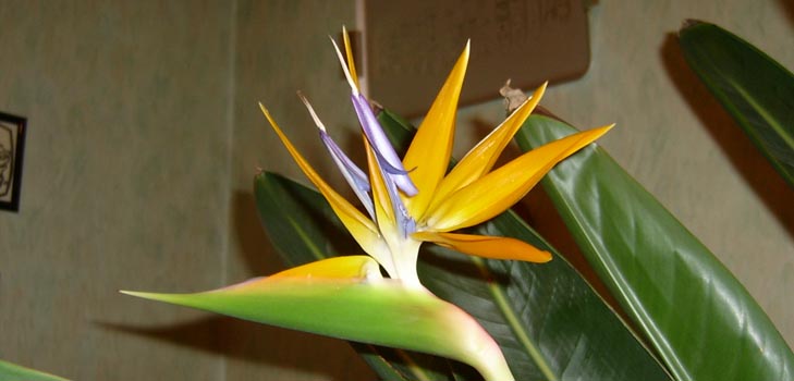 Strelitzia royal: evde fotoğraf ve uygun bakım