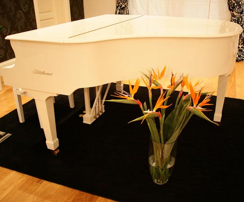 Strelitzia'ya Bakmak