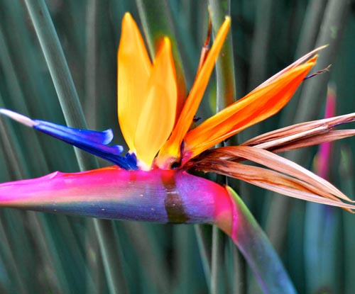 Strelitzia: evde fotoğraf ve bakım