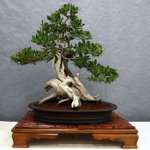 Bonsai için bakım