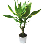 Dracaena için bakım