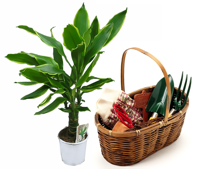 Dracaena için bakım