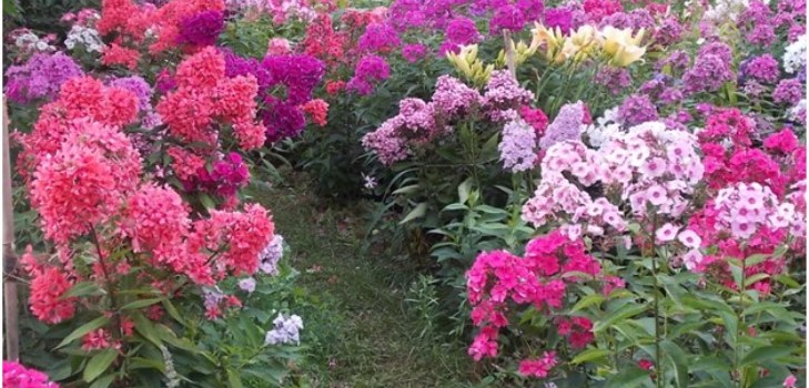 bahçede phlox