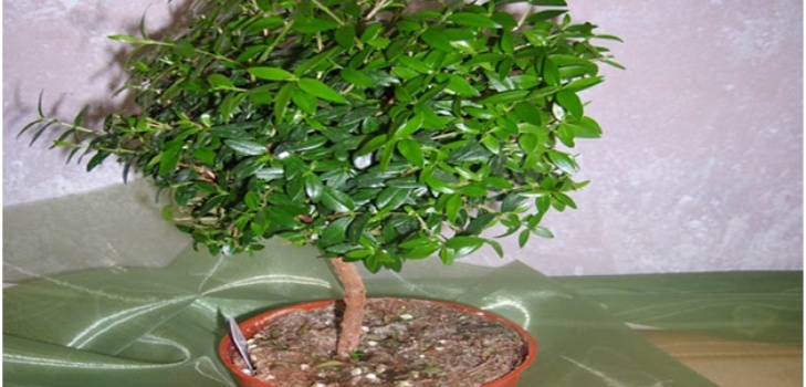 küvette mersin