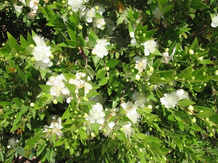 mersin çiçek açma