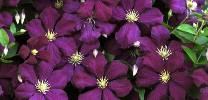 Clematis çiçekleri