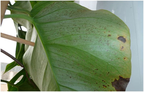 hastalıklı monstera