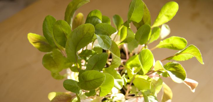 Evde arugula yetiştiriciliği