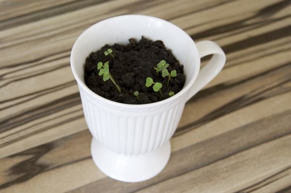 Evde arugula yetiştiriciliği