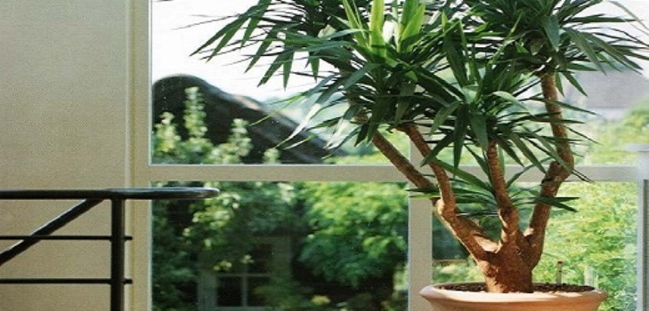 Yucca evde: bakım ve üreme