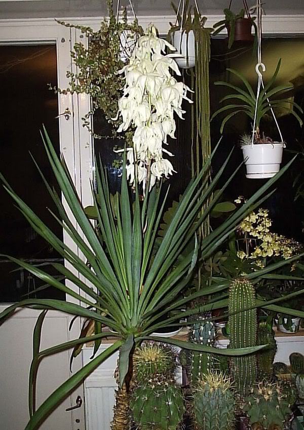 Yucca evde: bakım ve üreme