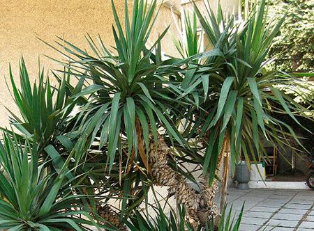 Yucca evde: bakım ve üreme