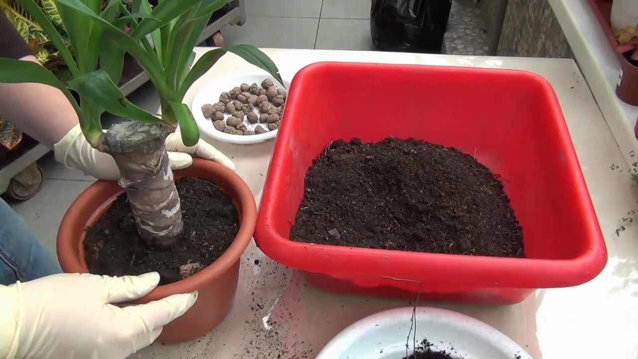 Yucca evde: bakım ve üreme