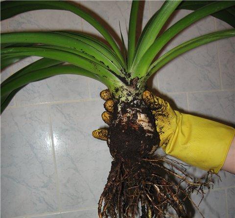 Yucca evde: bakım ve üreme