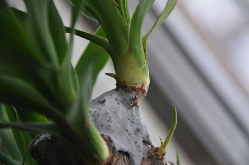 Yucca evde: bakım ve üreme