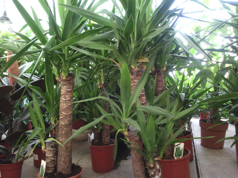 Yucca evde: bakım ve üreme