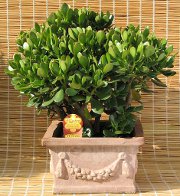 Feng Shui ofisi